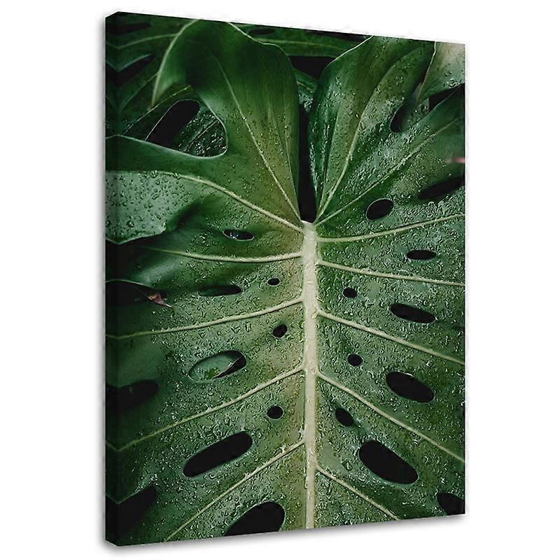 Impression sur toile, Tropical monstera - 60x90