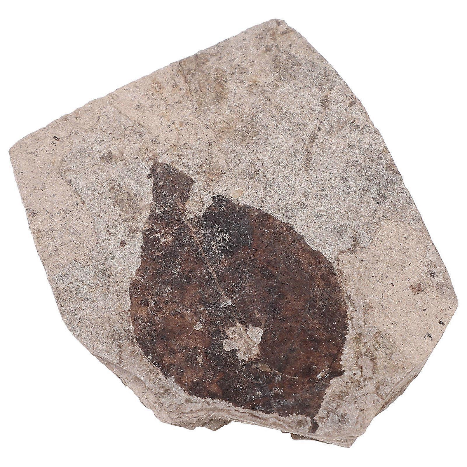 Fossilized Leaf Collection Specimen for Science Teaching Random Style 2pcs