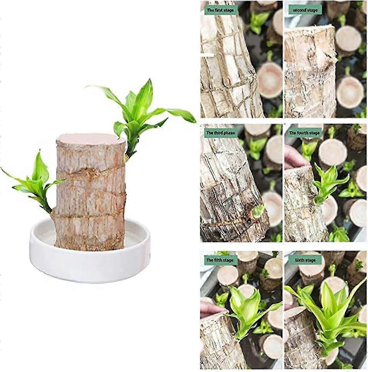 Mini plant strain from Brazil - In hydroponic pot - For bedroom & agrave; bedroom, bedroom & agrave; bedtime, four seasons - Purifies the air - Indoor
