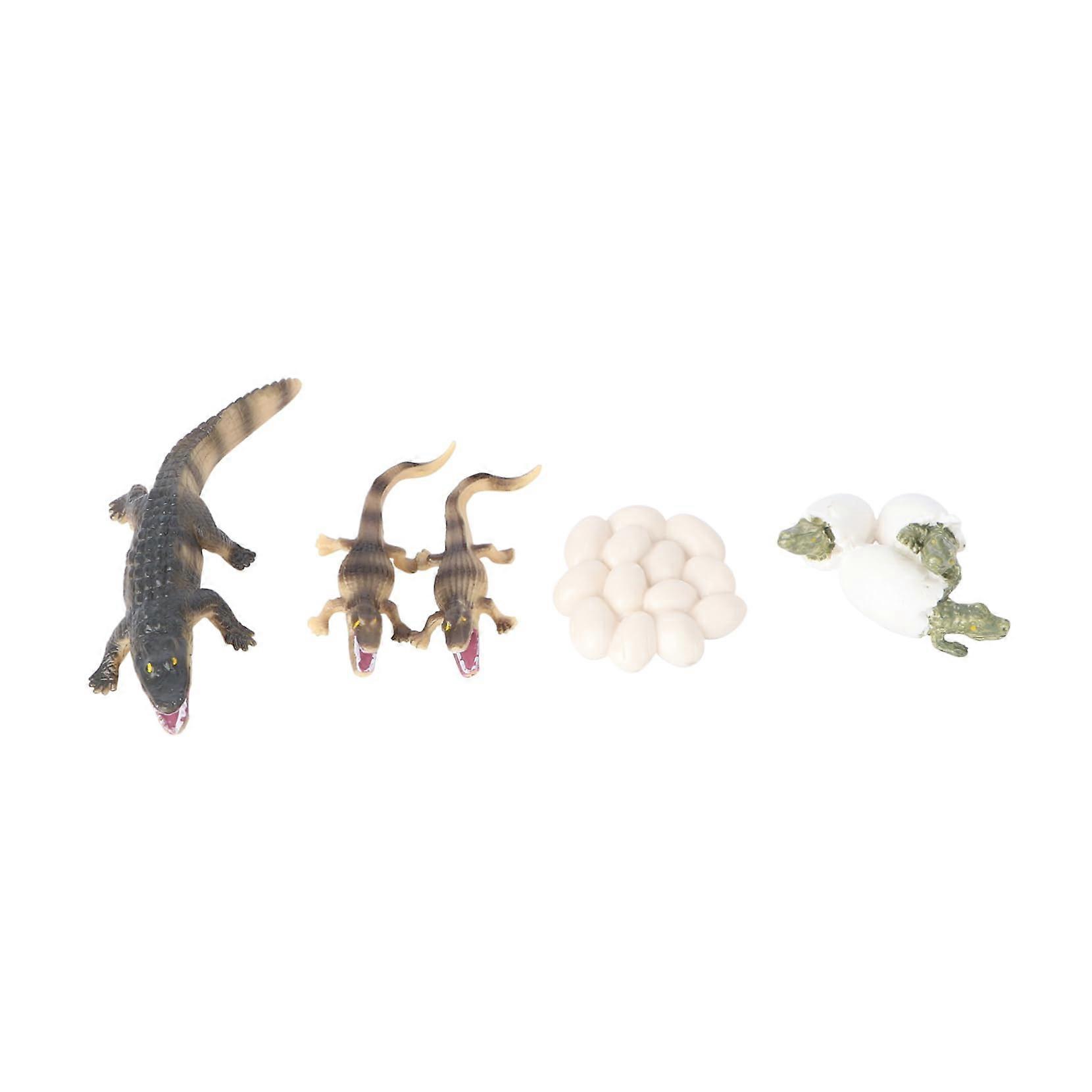 4pcs Animal Life Cycle Models Set  Realistic Educational Figurines for Teaching and Learning