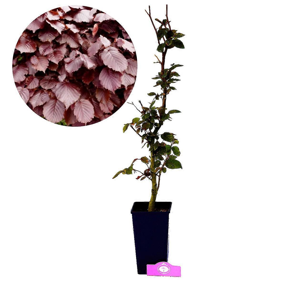 Fagus sylvatica 'Atropunicea', faggio rosso ideale per siepi, altezza 80-100 cm, vaso da 2 litri.