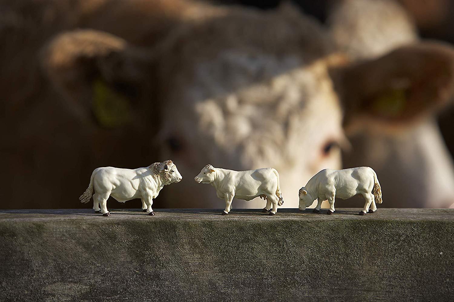 Britains Simmenta/Charolais kor