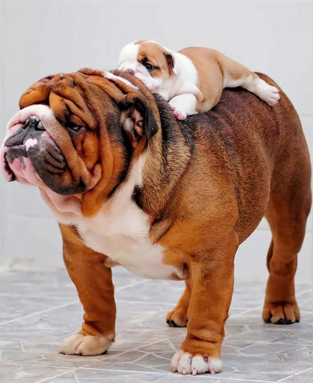 1000/500/300ピースのジグソーパズルブルドッグと犬の赤ちゃん子供のための面白い木製パズル大人子供のおもちゃギフトエンターテイメント小道具PU276