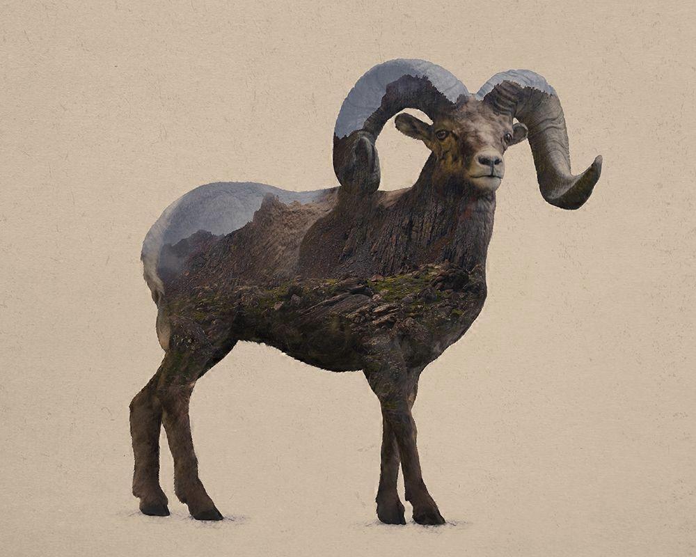 Rocky Mountain Bighorn Poster