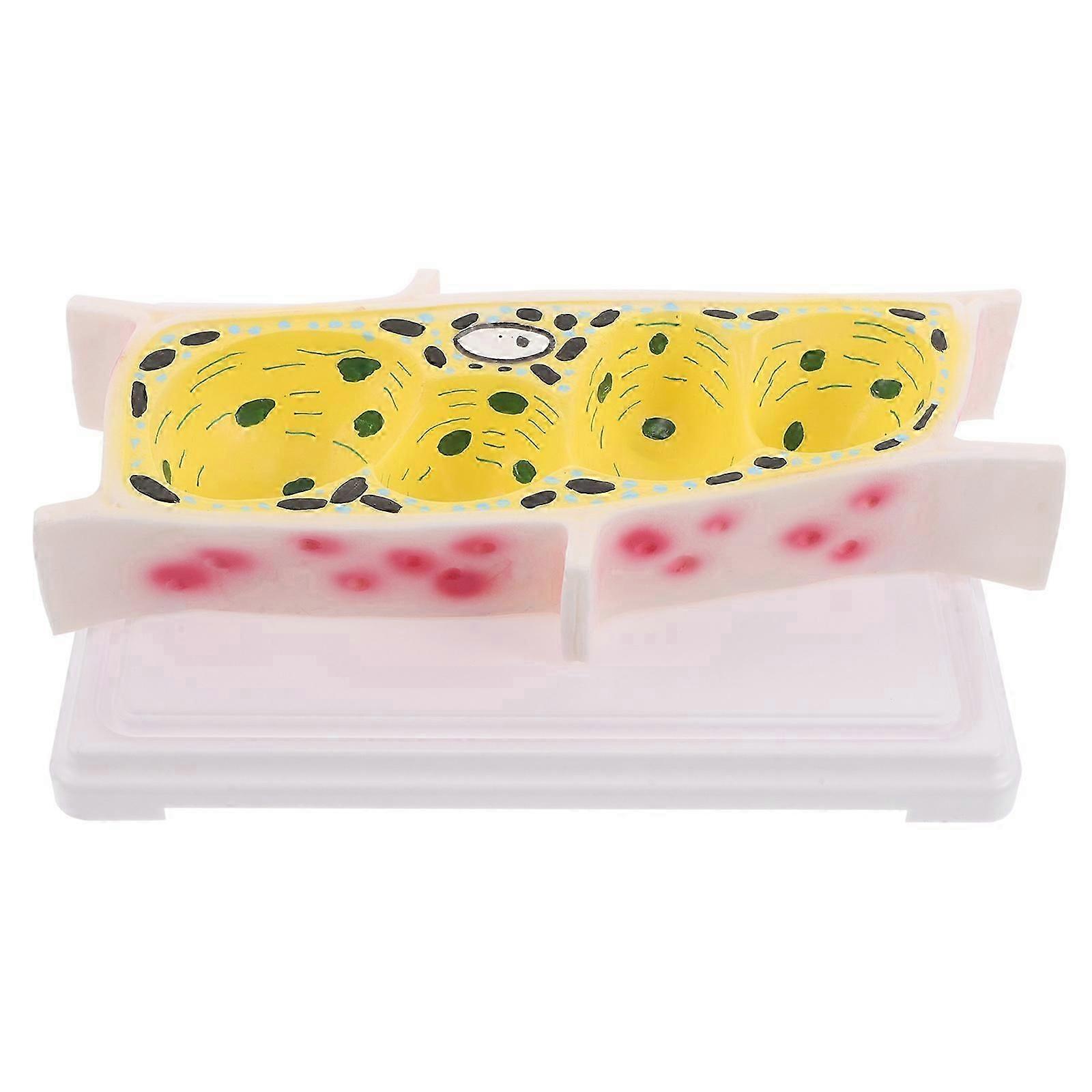 Plant Cell Model Botanical Education Model for Classroom Use