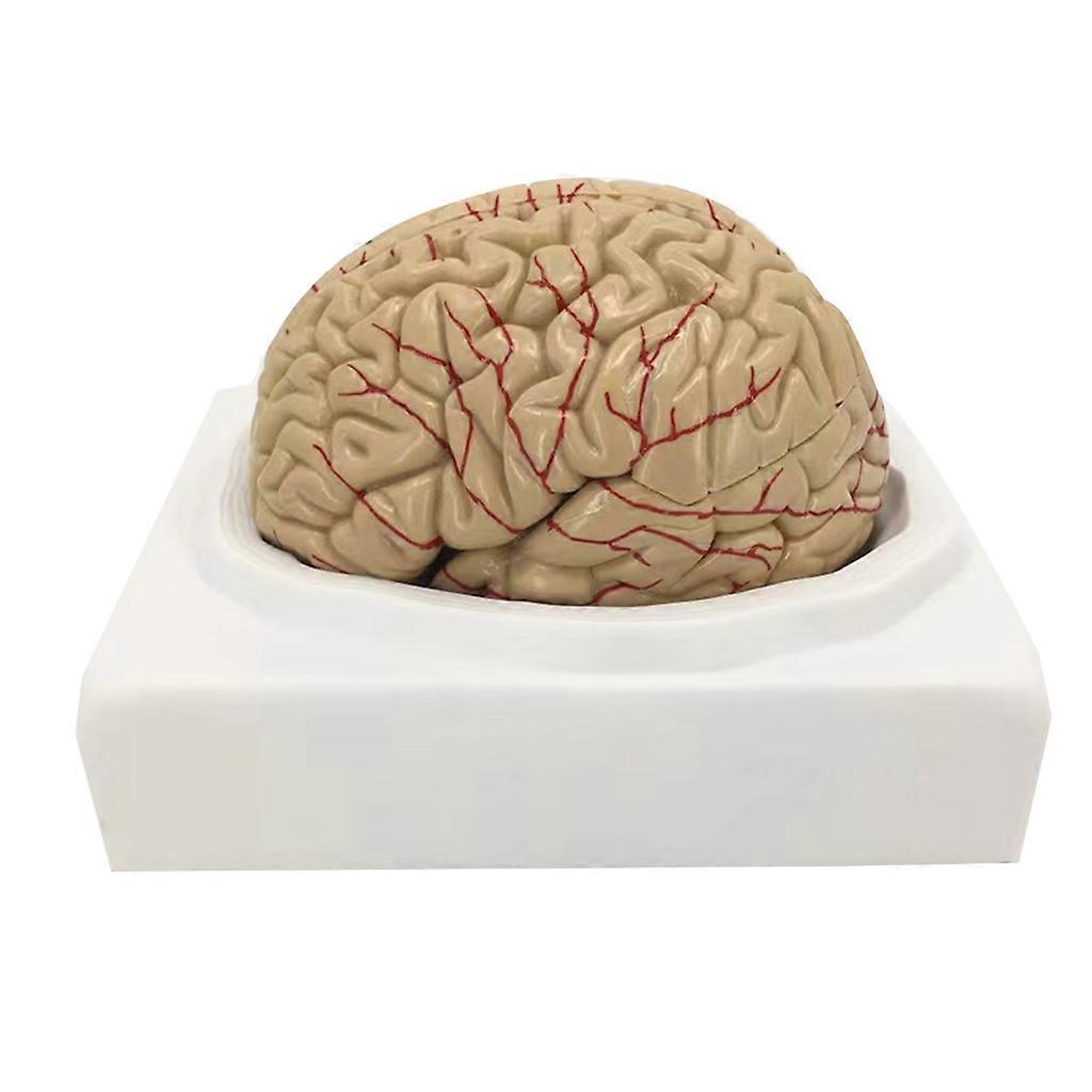 Brain Anatomically Brain Model Life Size Human Brain Anatomy for Science Study