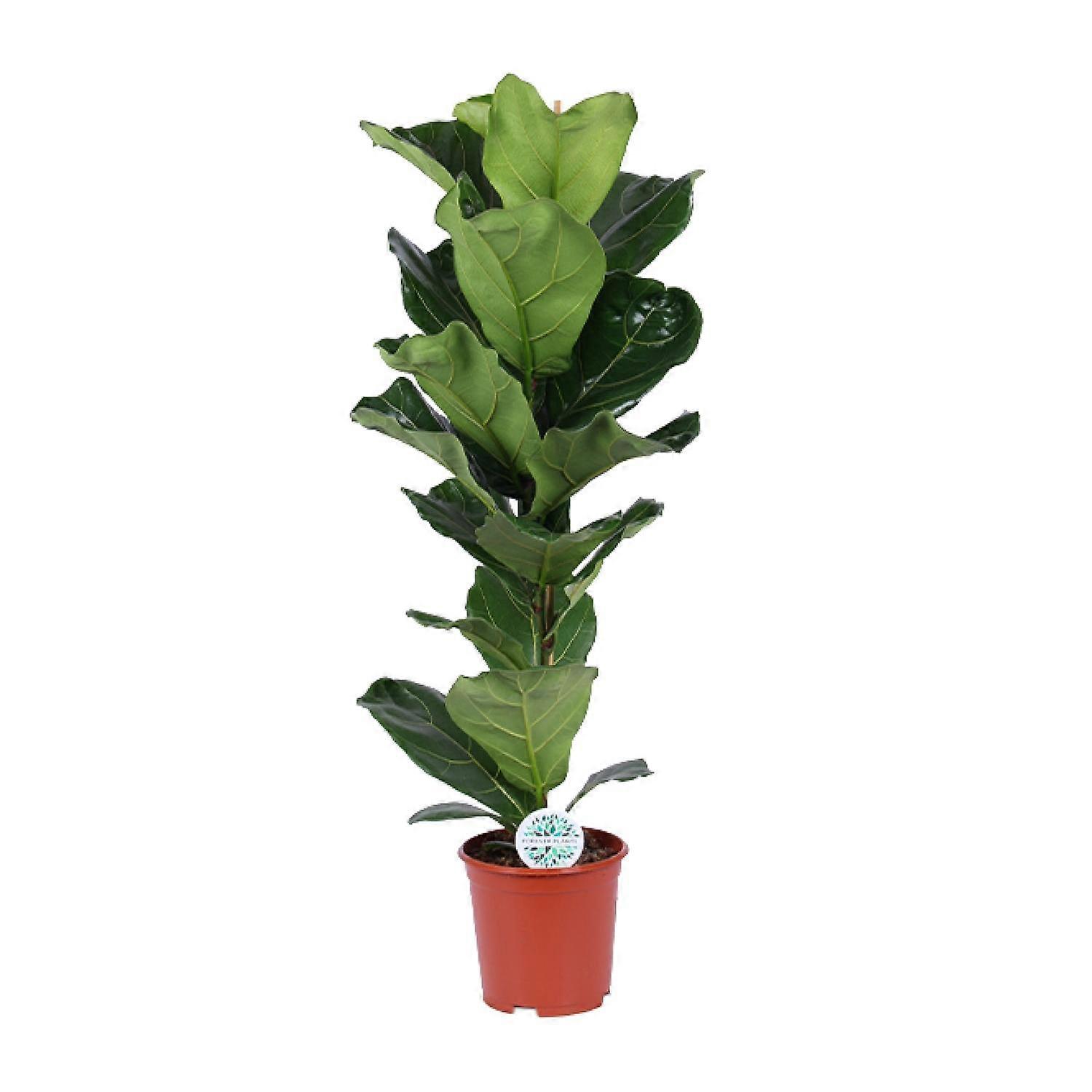 Ficus Lyrata - 80-90cm - Ø21cm