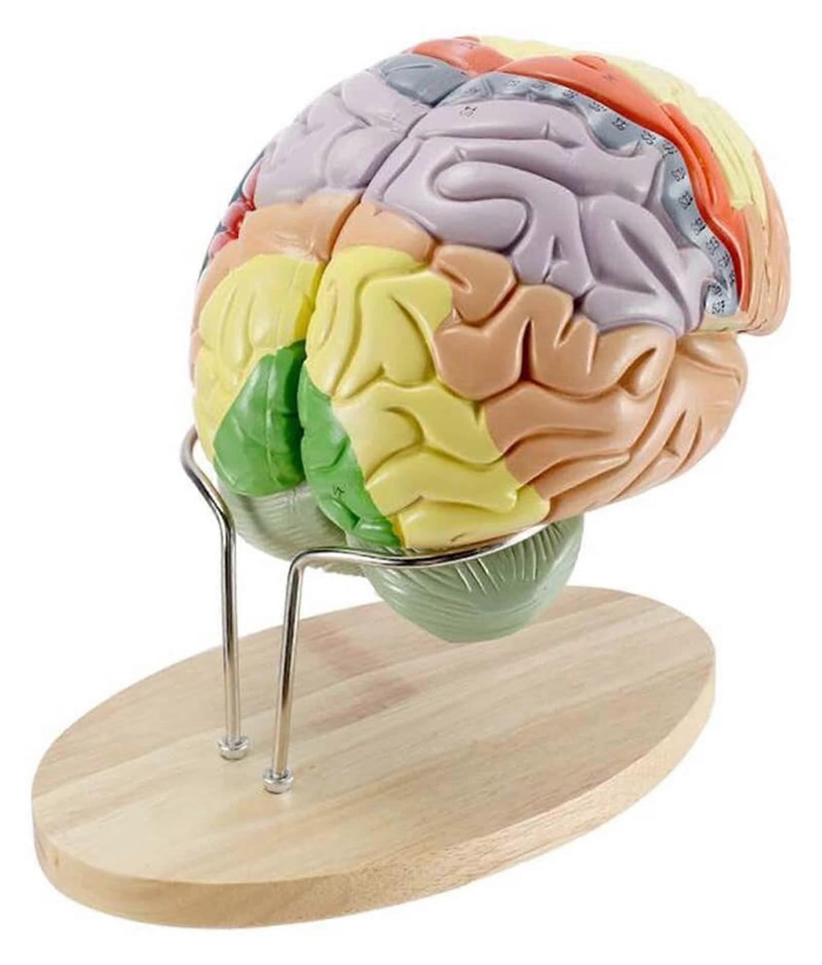 Brain Anatomical Model 2X Enlarged ColorCoded Human Brain for Medical Study and Teaching