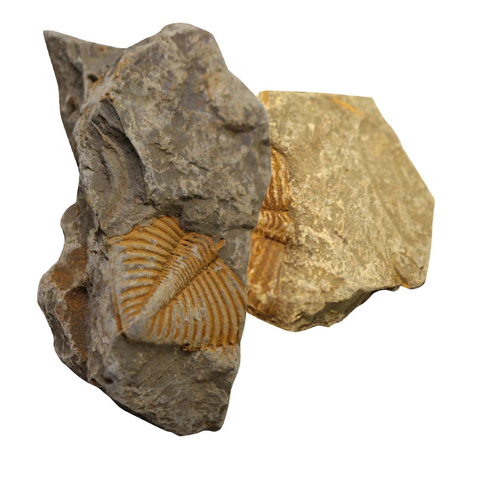 Trilobite Sample Teaching Tool for Decoration 2Pcs with Assorted Colors