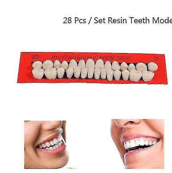 Set of 28 Universal Resi Denture Resin Models