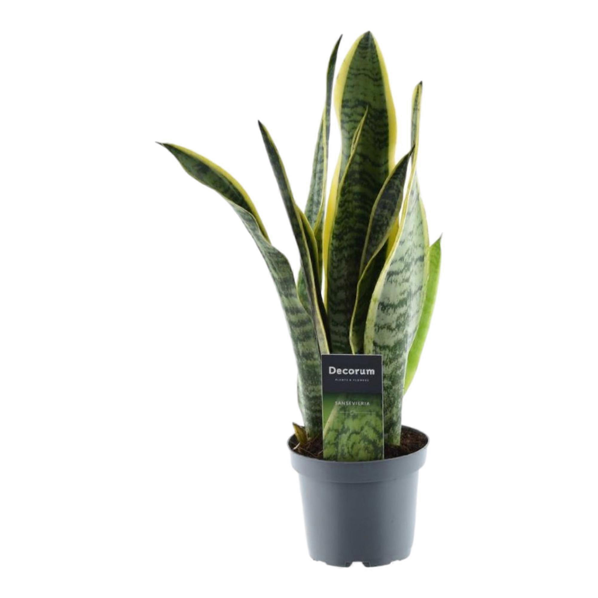Sansevieria Laurentii - 35-45cm - Ø12cm