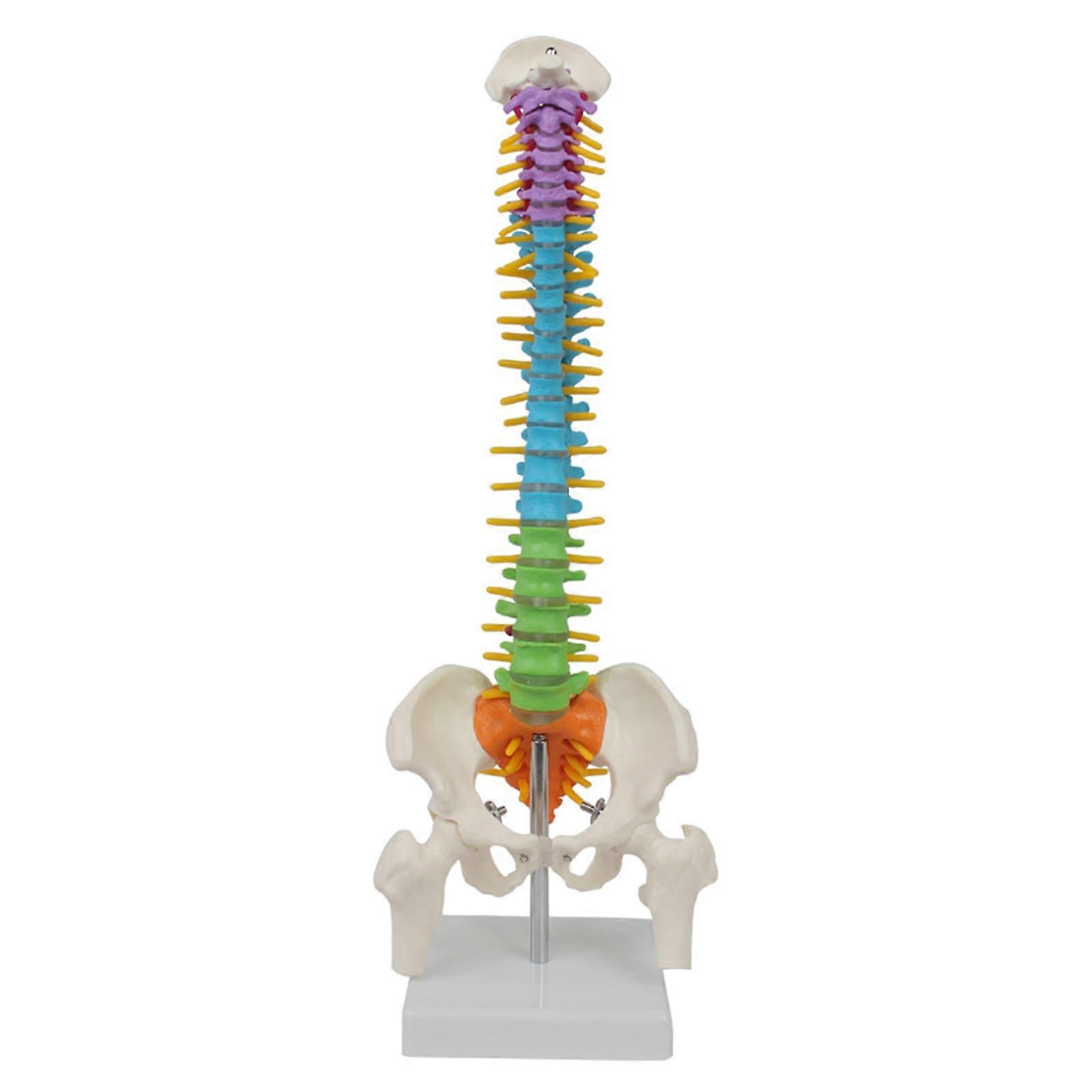 Anatomy Model, 45 cm Large Human Spine Anatomical Model, Colorful Spine Model with Pelvis, Cervical Vertebrae, and Lumbar Vertebrae