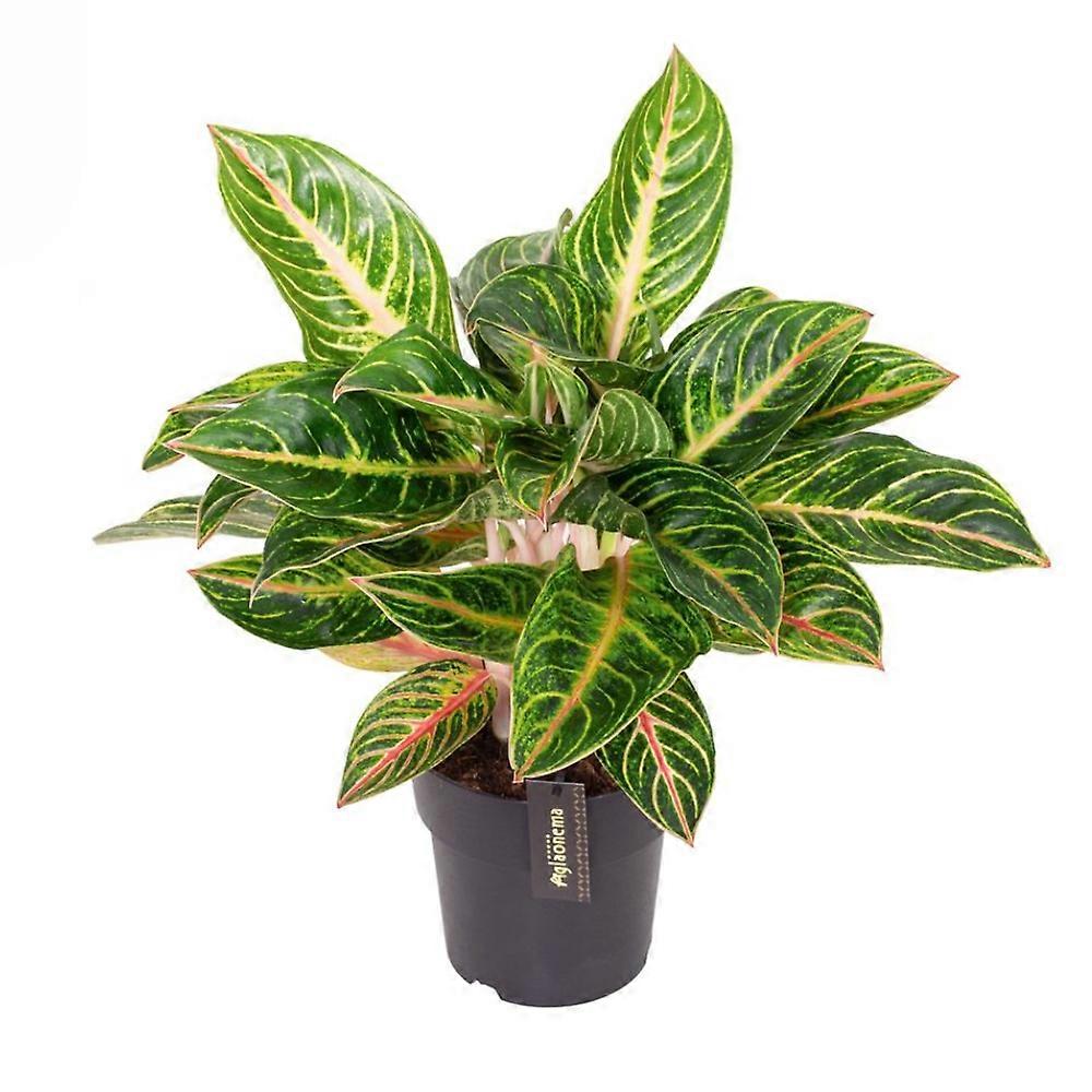 Aglaonema 'Red Okapi' Ø19cm