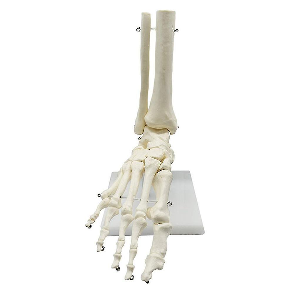 1:1 Menschliches Skelett Fuß Anatomie Modell Fuß und Knöchel mit anatomischem Modell Anatomie Lehre Resourc