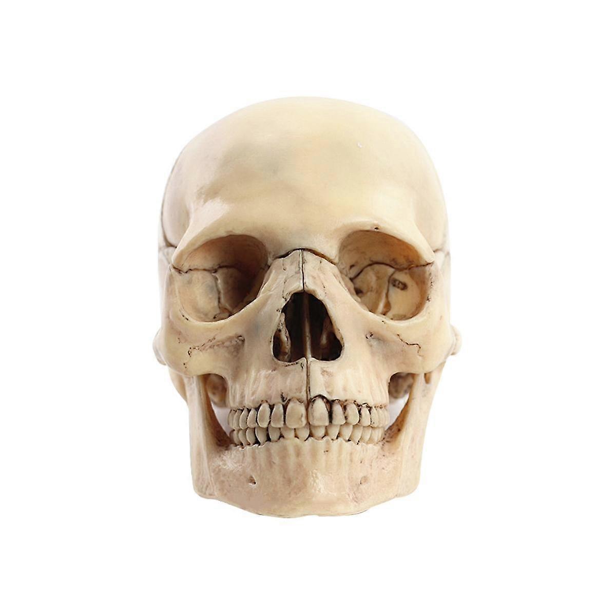 Medical-Skull Human Body Model Education Skull Model 1:2 for Student Teaching Study Assembling Mode