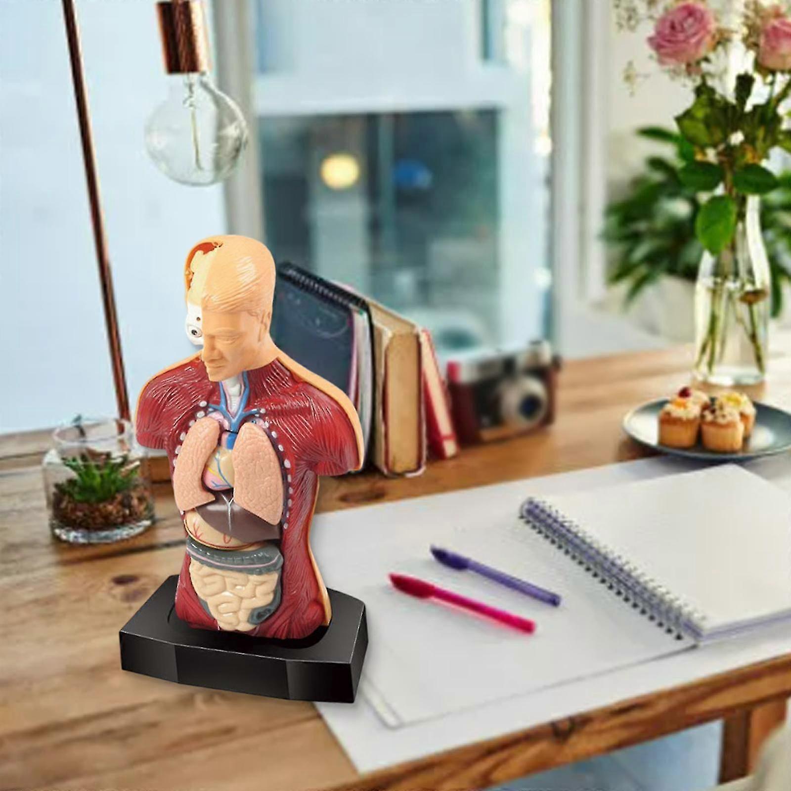 Human Body Torso Model Internal Organs Educational Set Organ For Classroom Demonstration