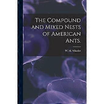 De sammansatta och blandade bonarna av amerikanska myror.