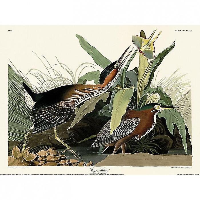 John James Audubon Green Heron Poster