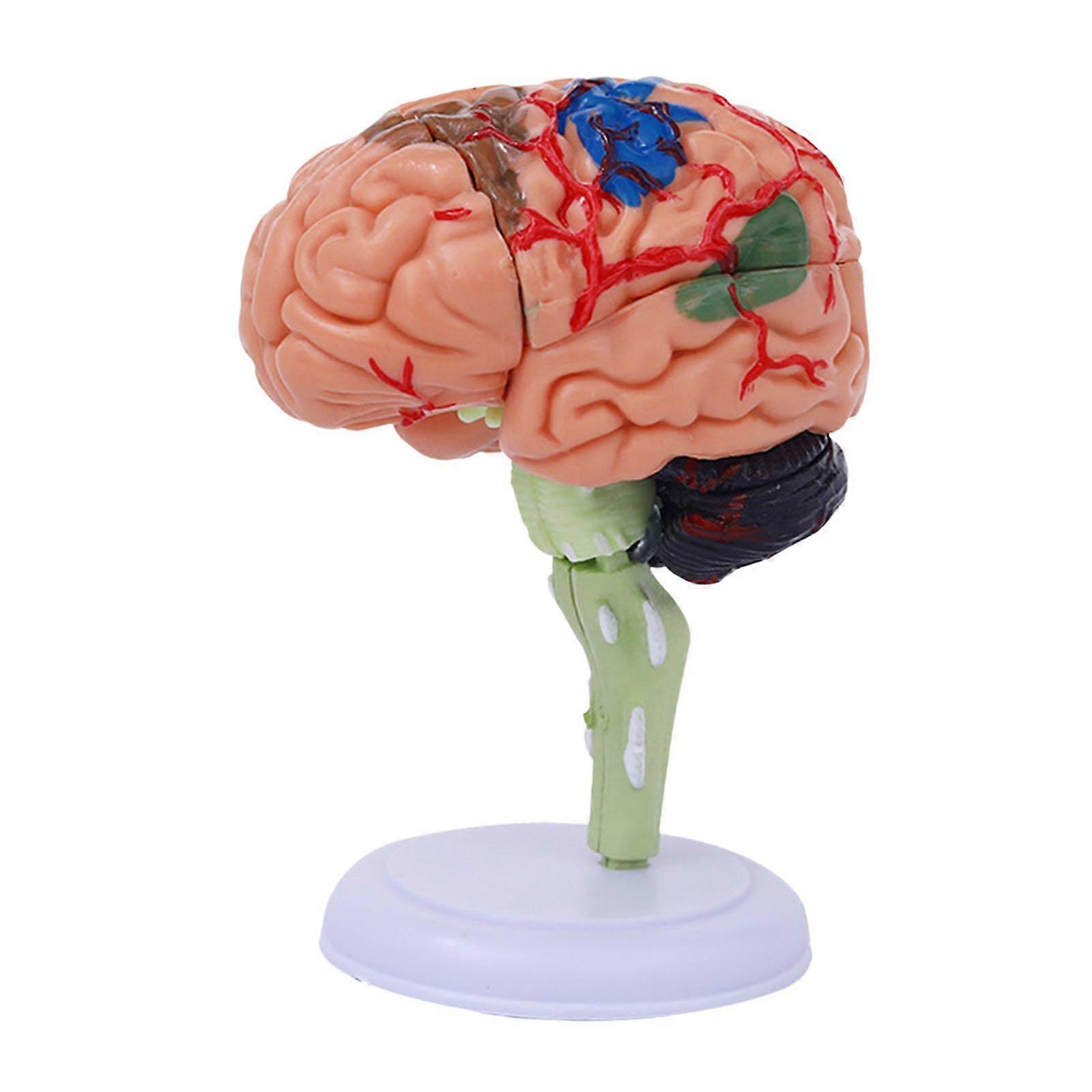 4D Disassembled to Identify Brain Functions Toy Human Brain Model Anatomy