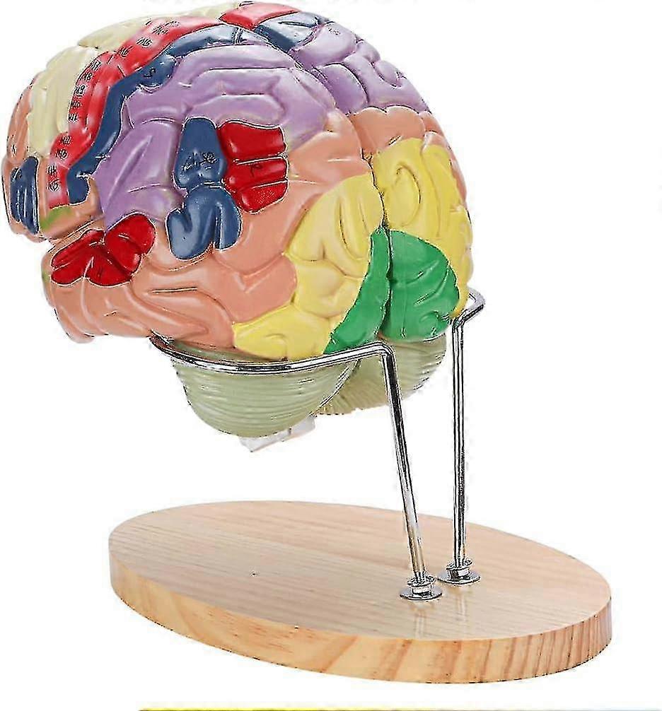 Human Brain Anatomy Model with Display Base - Colorful Teaching Model for Neuroscience Teaching