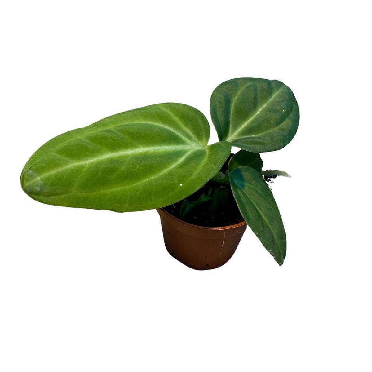 Anthurium villenaorum Ø6cm
