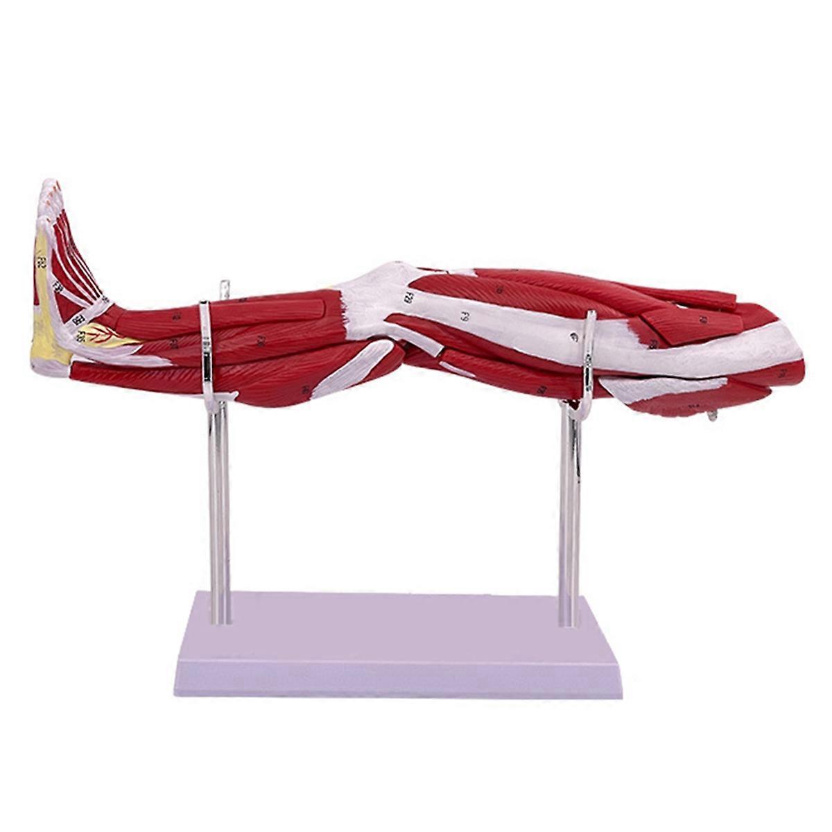 Human Lower Limbs Leg Muscles Blood Vessels Nerves Structure Model