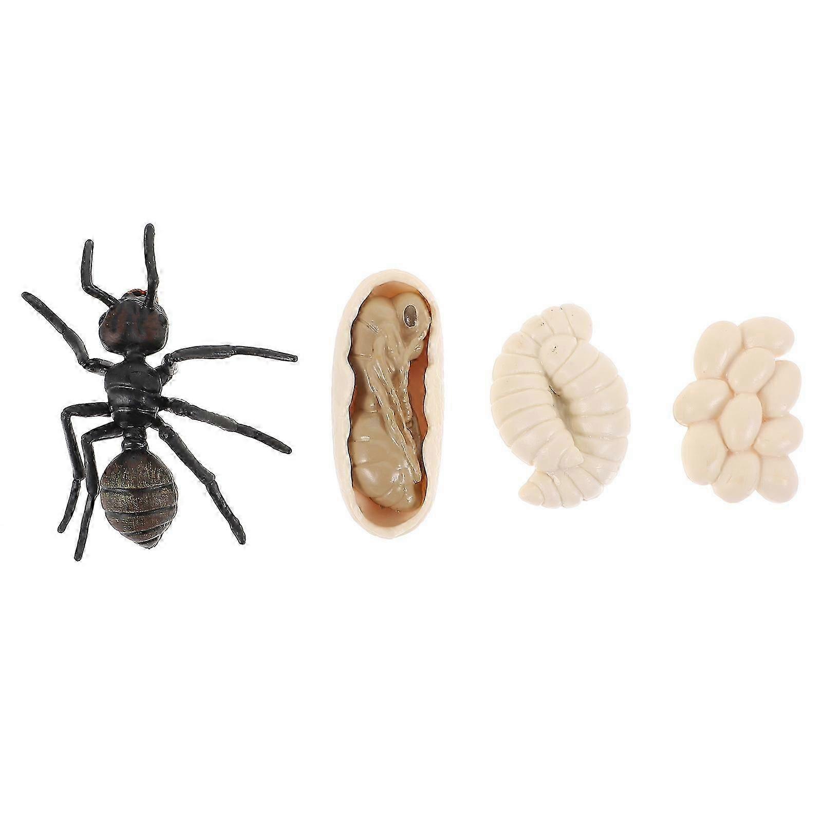 Kid Educational Ant Model Set for Ant Growth Cycle Learning