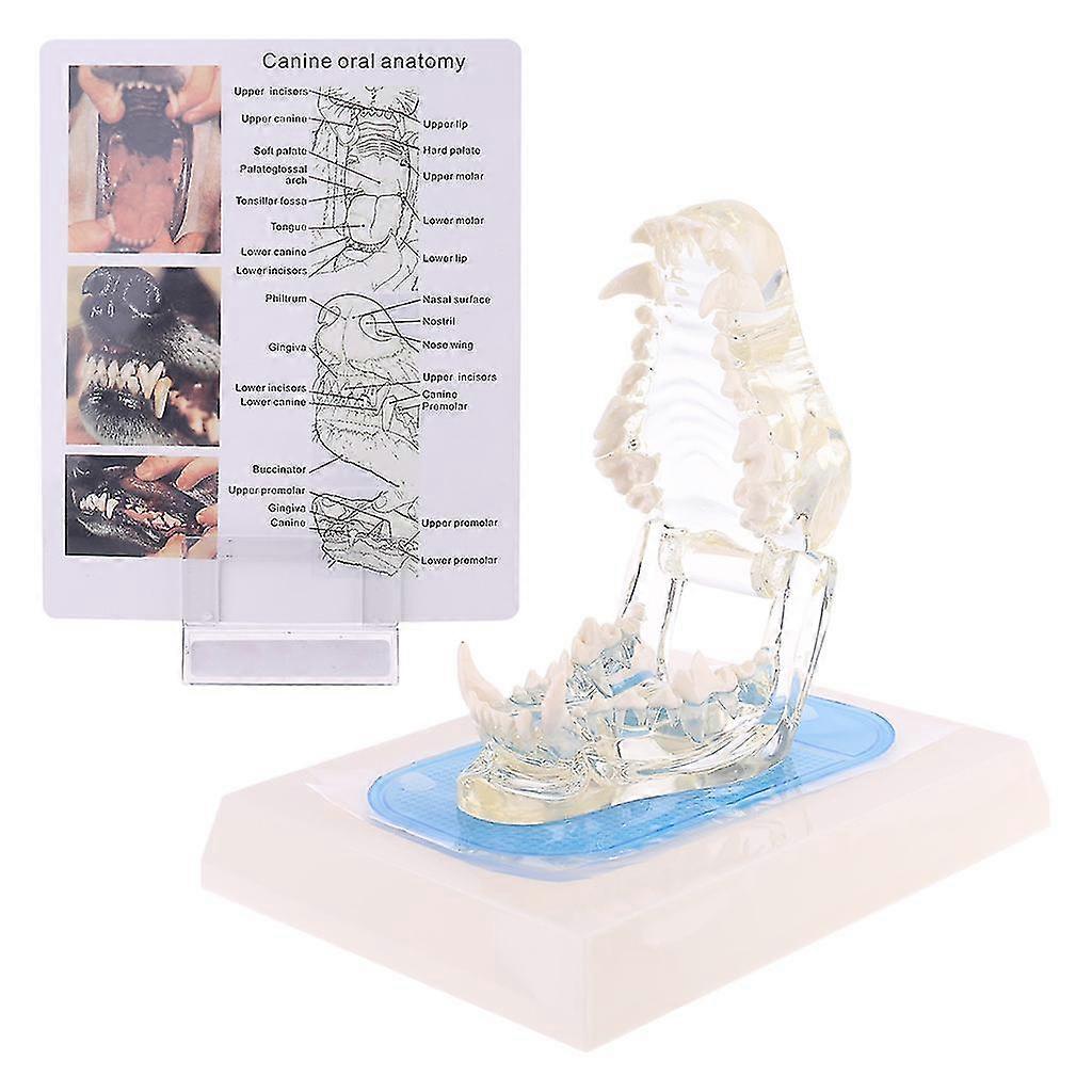 Dientes de perro transparentes Diente de mandíbula Modelo de enseñanza anatómica Demostración Dentición veterinaria Canina