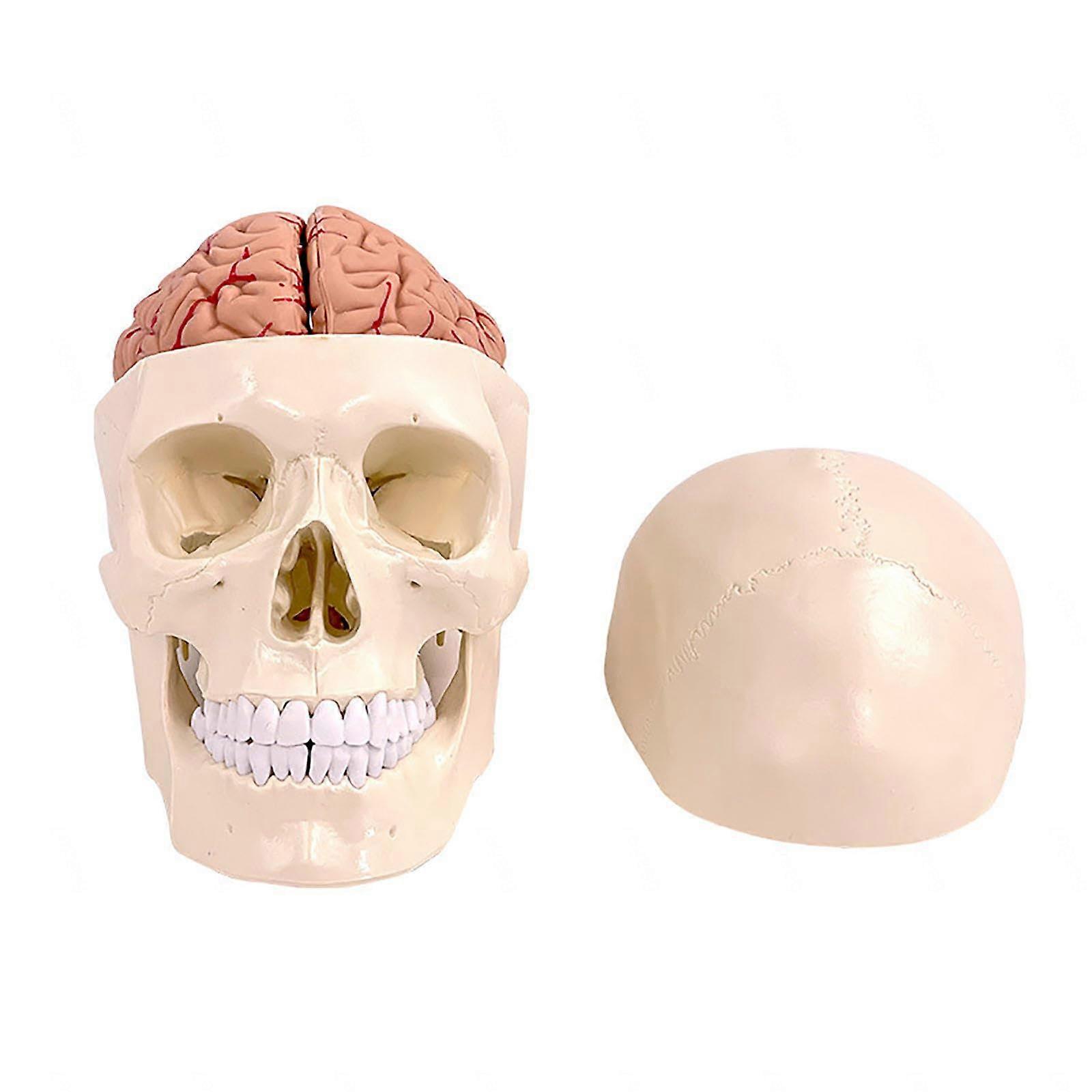 Model OA Human Skull and Brain, 11 Parts, LifeSize, Anatomical Model OA with Brain, Skull, for Medical Teaching, Medical Students