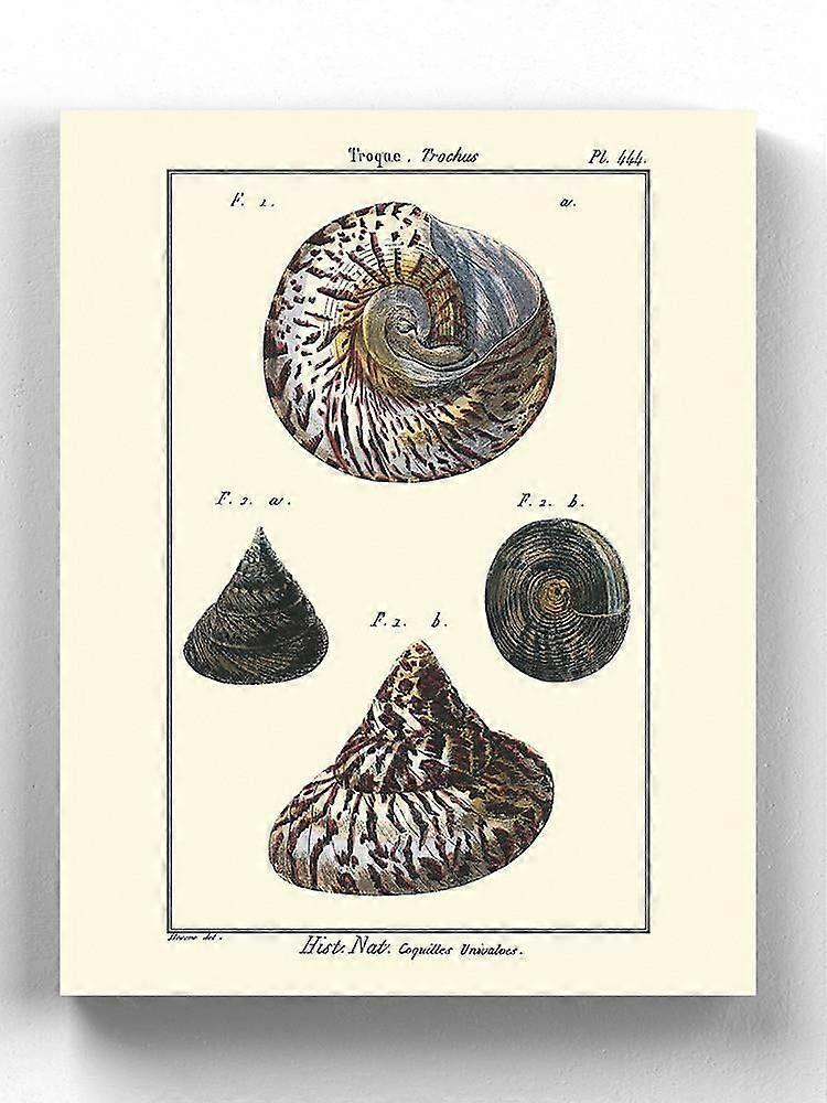 Sea Shell Ii Wrapped Canvas  -Denis Diderot Designs,-ouyab1643