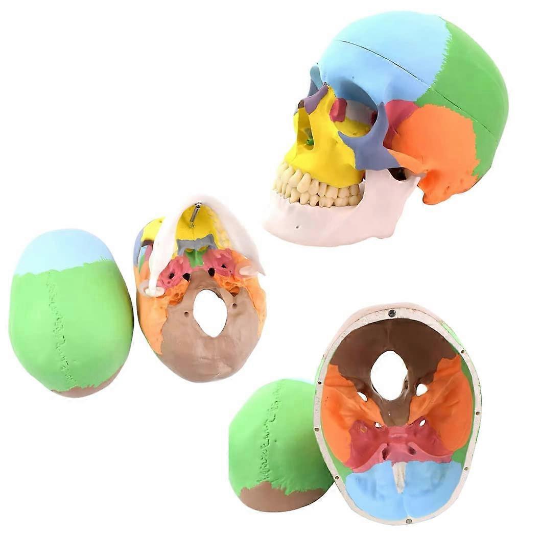 Painted Human Skull Model with Removable Jaw, ColorCoded Bones, 3Part Anatomical Teaching Replica