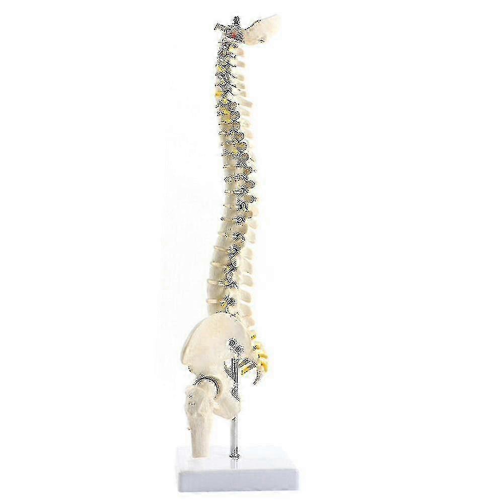 Pelvic Included Anatomical Flexible Spinal Column Model for Study