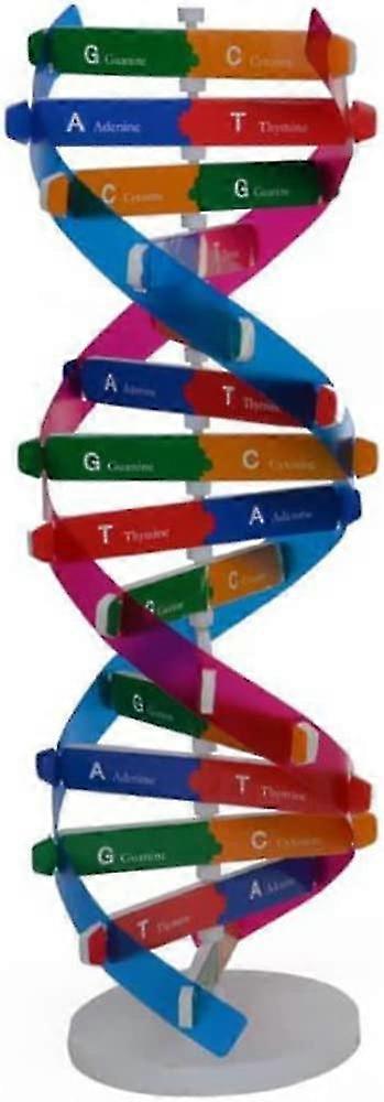 Kids Dna Model Dna Double Spiral Model Science Educational Model Components For Teaching Instrument