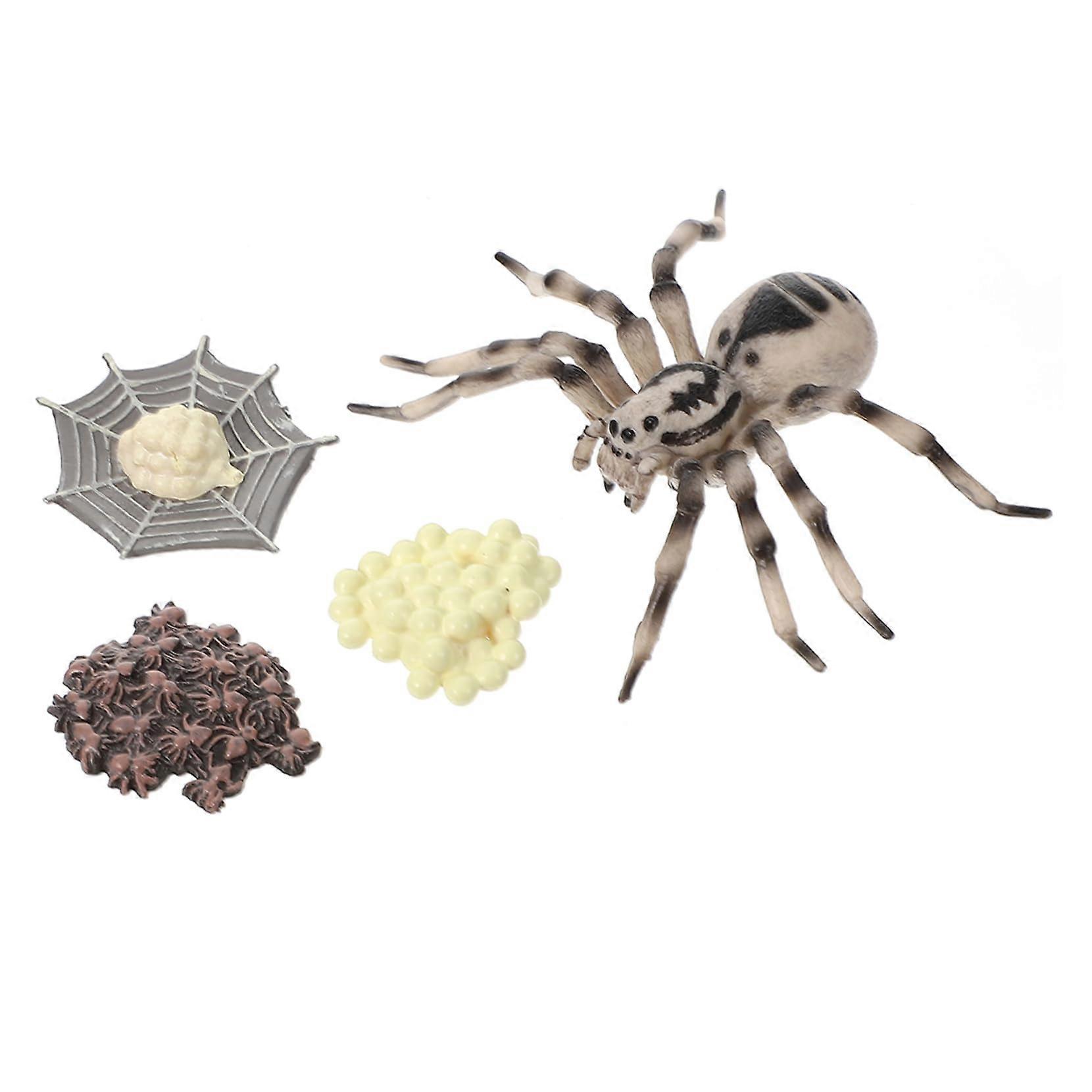 1Set Tarantula Life Cycle Model Realistic Insect Growth Display Ornament for Educational Toys Science and Fantasy and