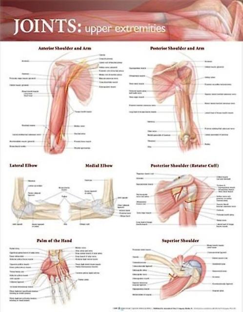 Joints Of The Upper Extremities Anatomical Chart by Wolters Kluwer Health Wallchart Book