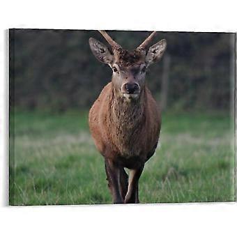 Animal Deer Jigsaw Puzzles VV720