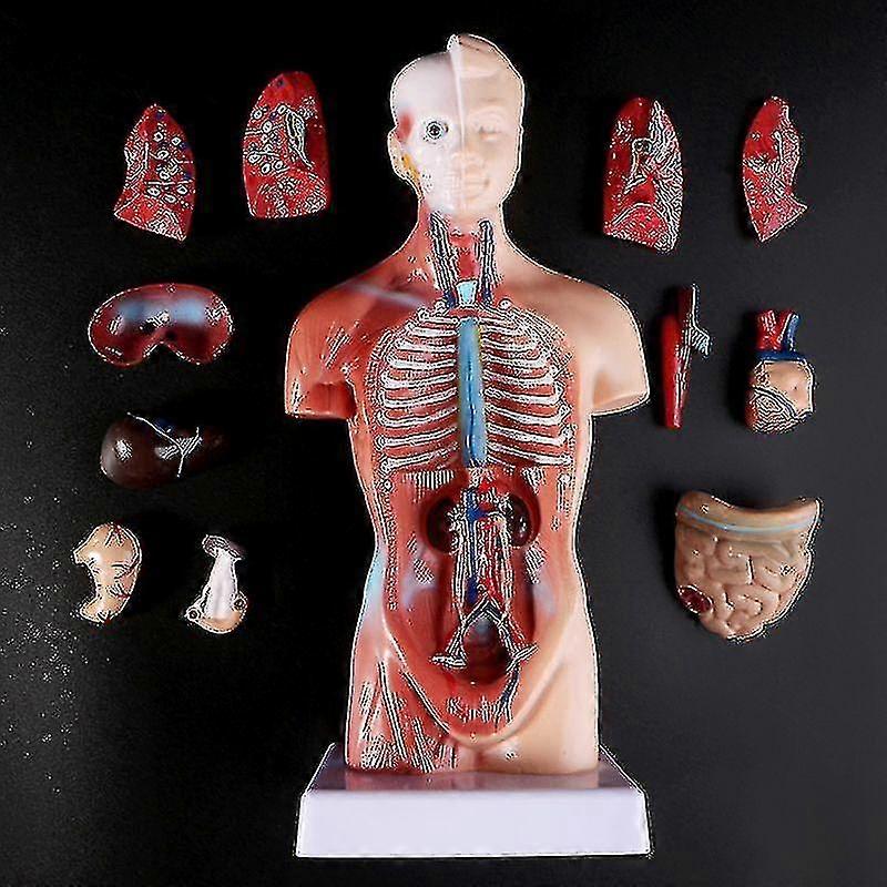 Torso Humano Anatomía corporal Médico Órganos internos Modelo de accesorios