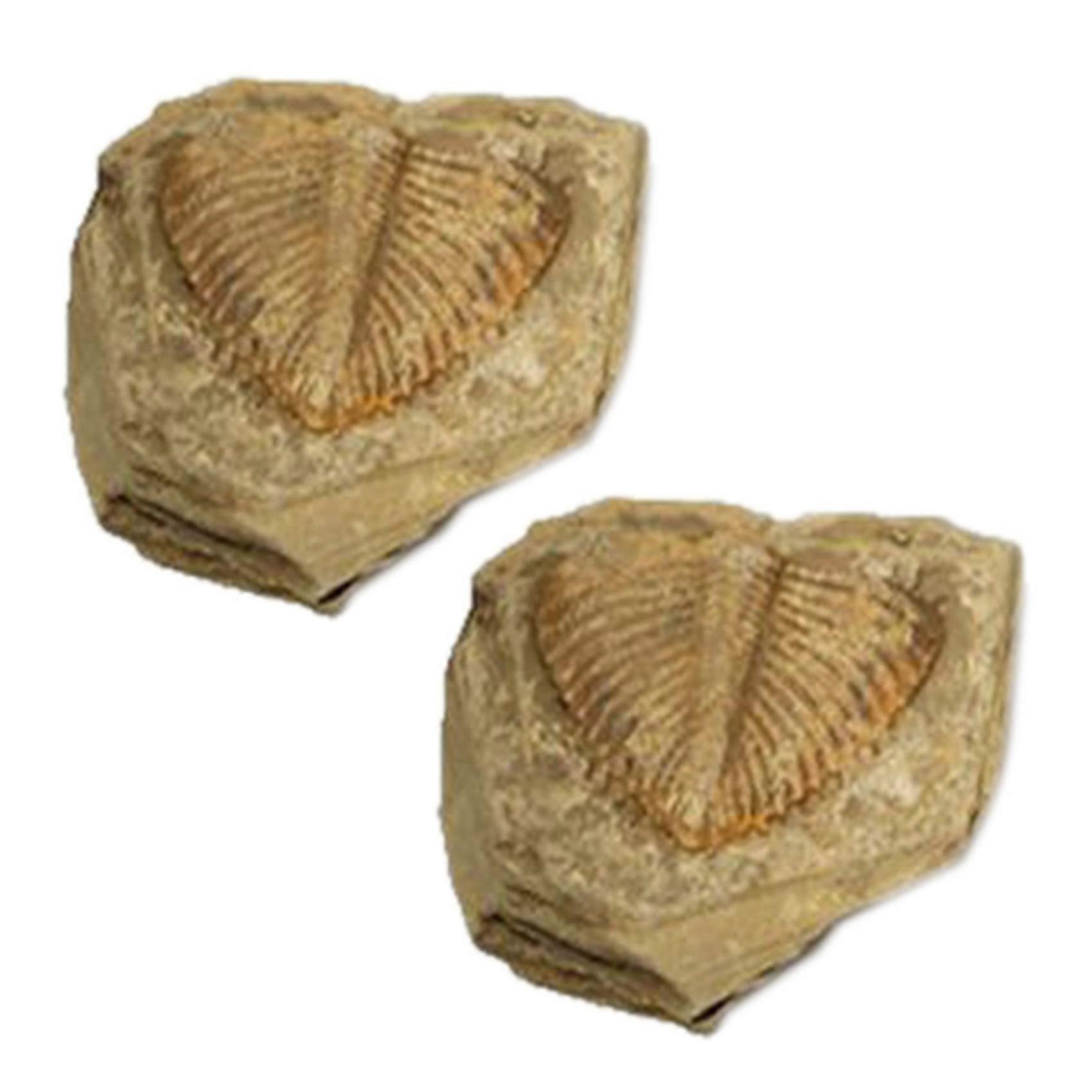 2 Pc Naturel Trilobite Queue Fossile Anciens Fossiles Enseignement Collection de spécimens