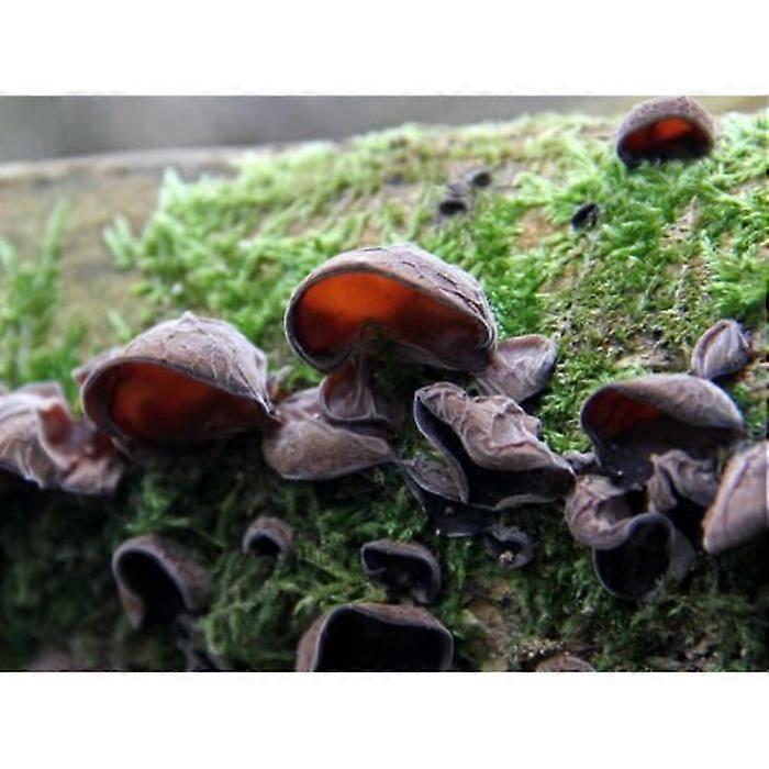Myzel mit schwarzem Pilz - 15ml Pilzzuchtset - Pilzzuchtset