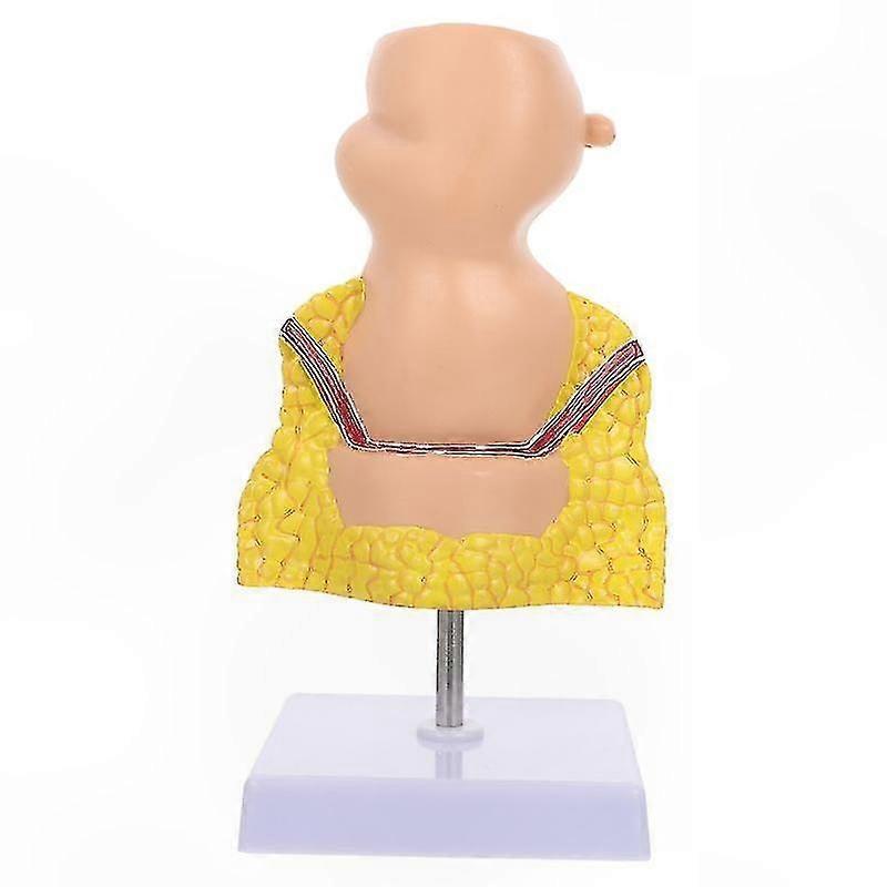 Single Colorectal Pathology Model for Educational Use