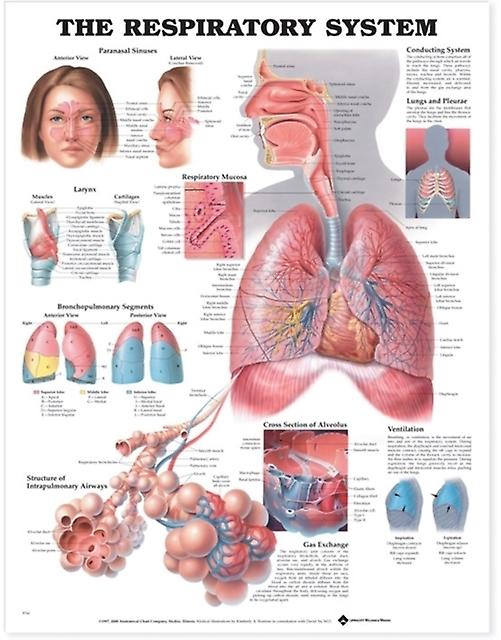 The Respiratory System Anatomical Chart Wallchart Book