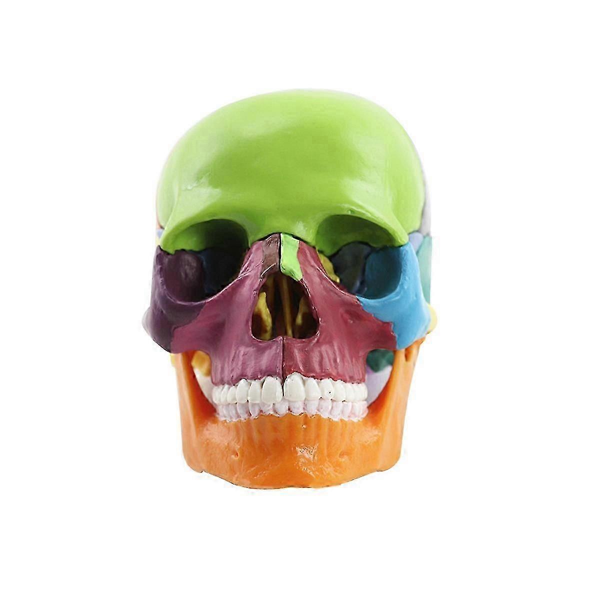 Medical-skull Human Body Model Education Skull Model 1:2 For Student Teaching Study Assembling Mode