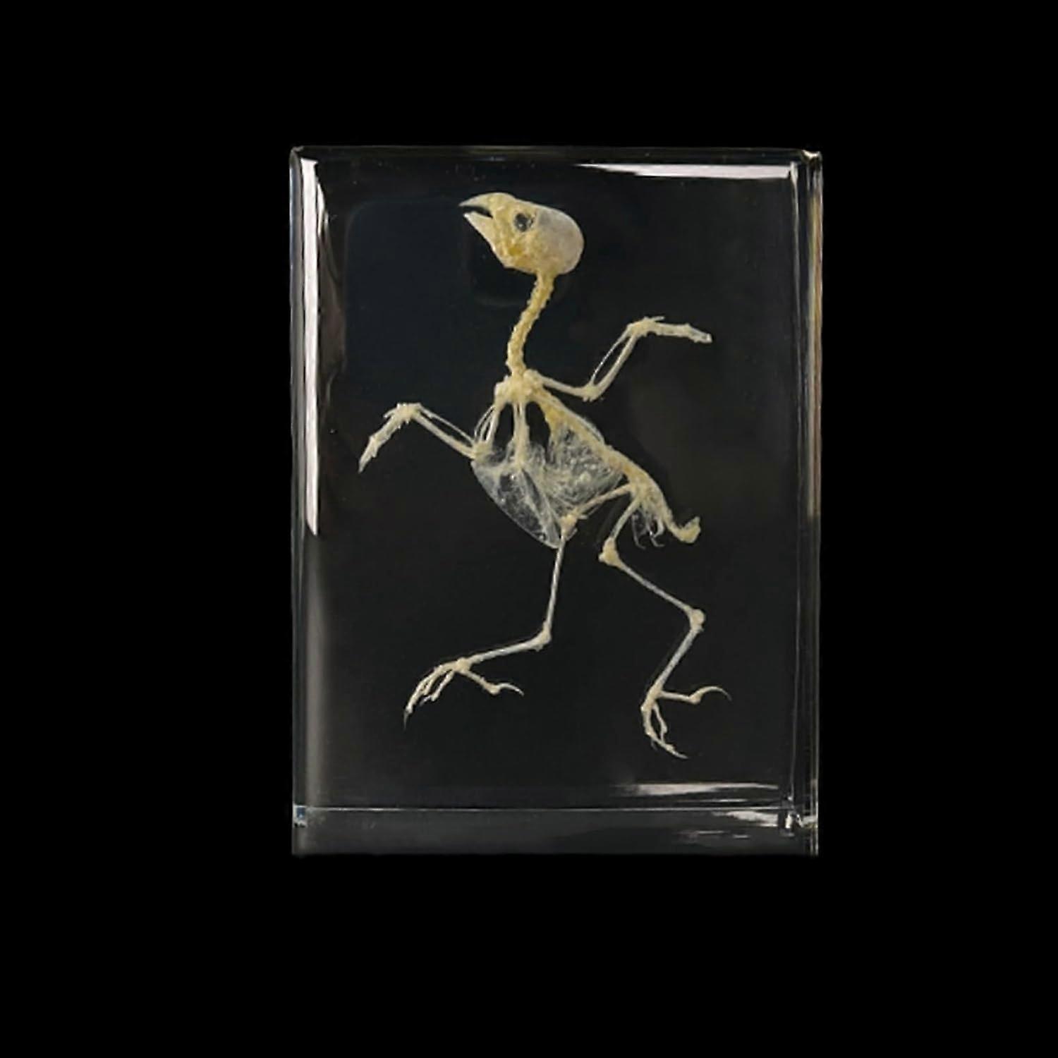 Resin Preserved Specimen Set, Real Animal Skeleton Block for Science Education