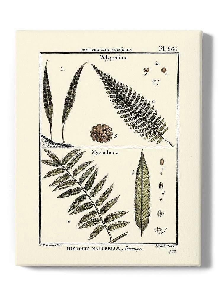 Fern Classification I Wrapped Canvas -Denis Diderot Designs,-ouyab1704