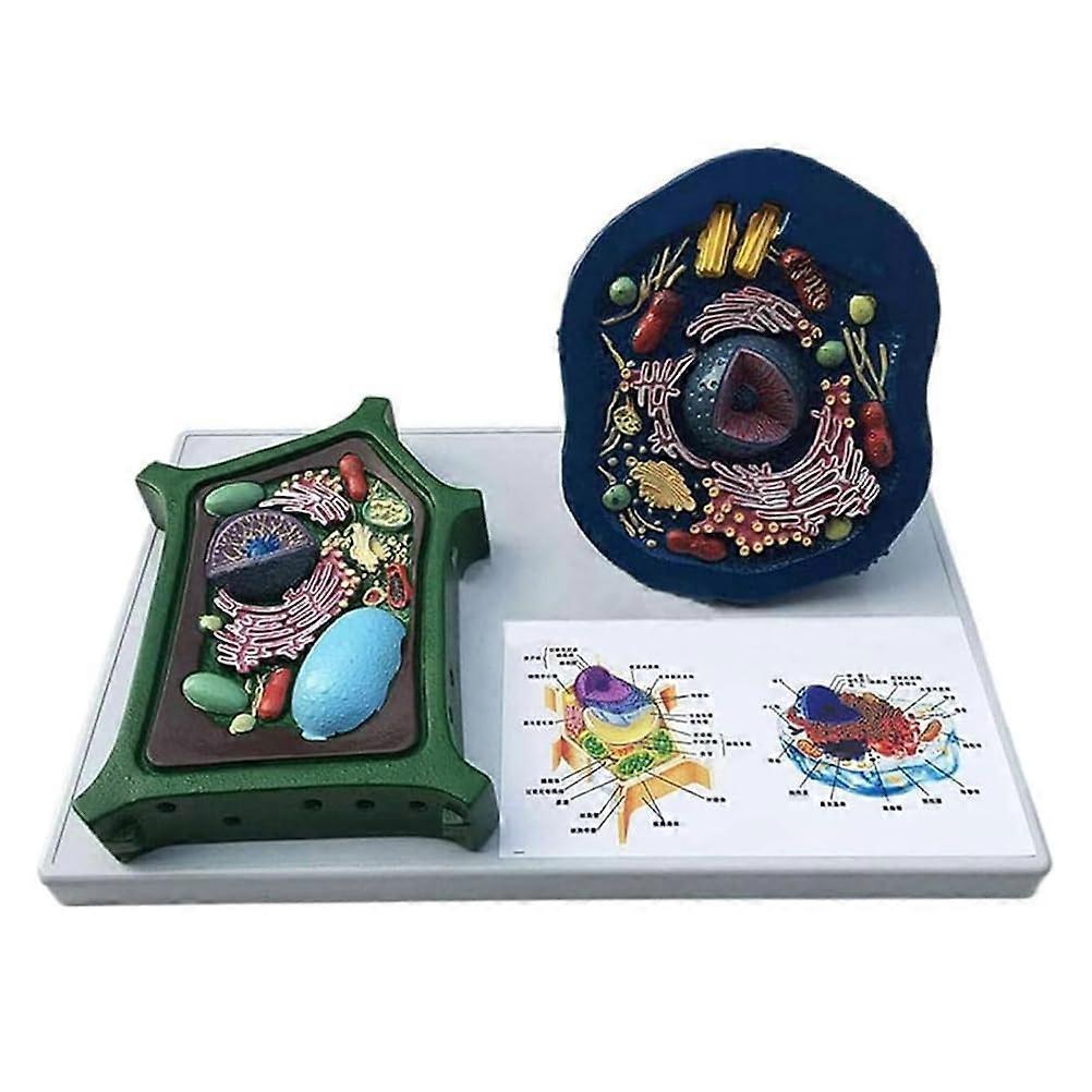 Biology Cell Model 3D Plant and Animal Structure for Classroom Interactive Learning