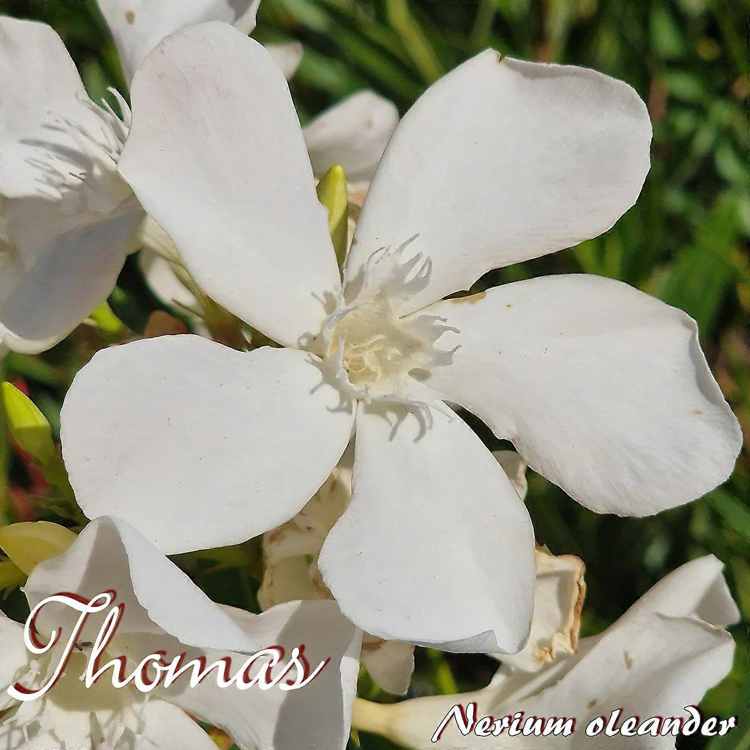 Oleander "Thomas" - Nerium oleander - Størrelse C03