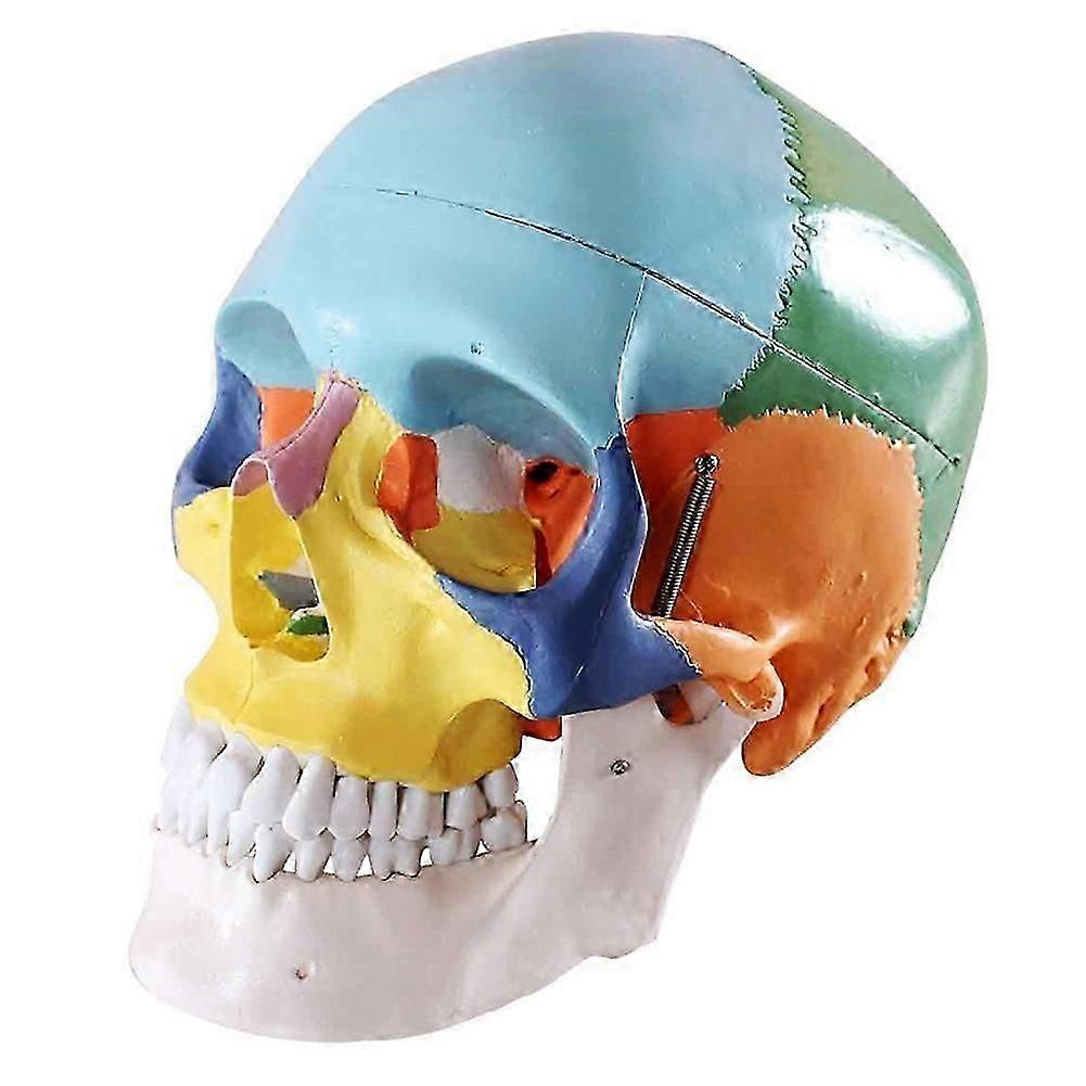 Colored Skull Model Sectioned Head Model Teaching Tools Aids Contrasting Colors to Distinguish