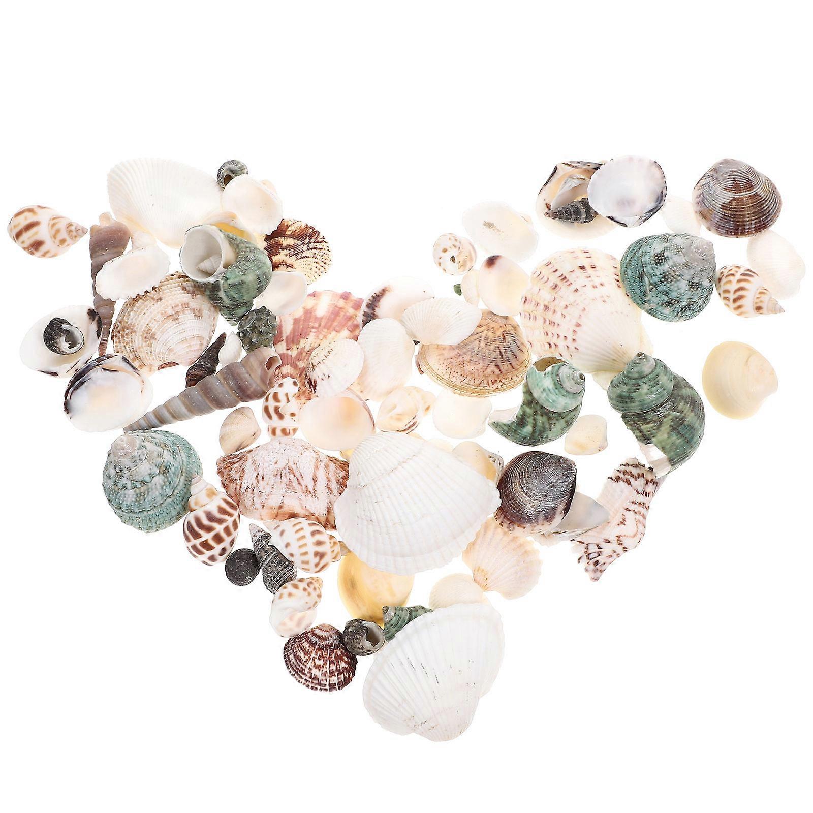 Natural Shell and Conch Craft Supplies for Jewelry Making Assorted Color Lightweight and Portable
