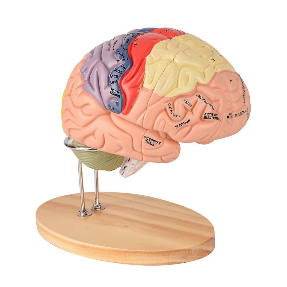 Human Brain Model for nevrovitenskap, Brain Anatomy Model, Brain Model med studieveiledning, Brain Functional Partitioning