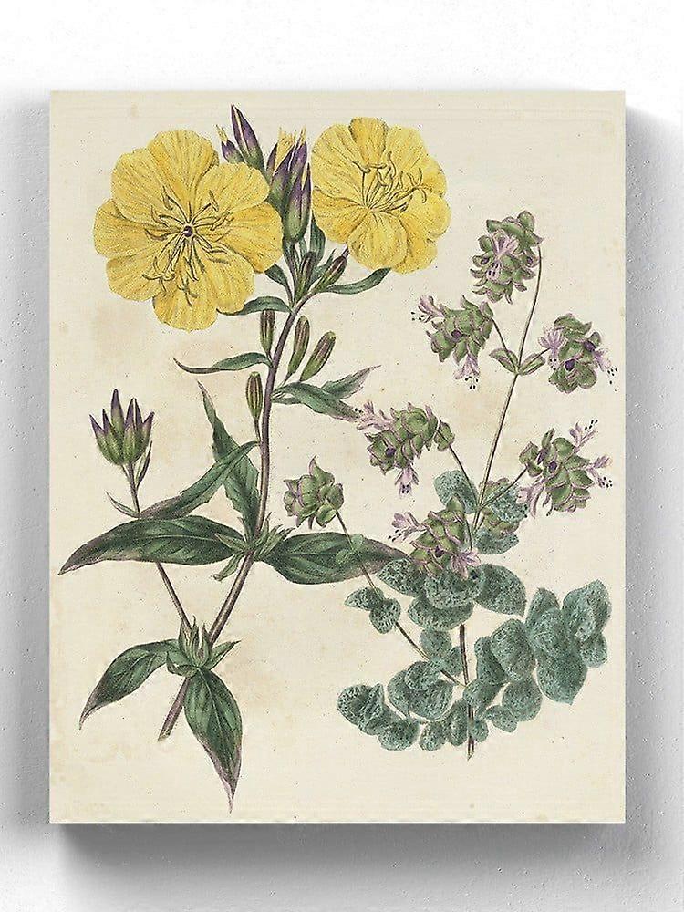 Garden Pairings Iii Wrapped Canvas  -Sydenham Edwards Designs,-ouyab1701